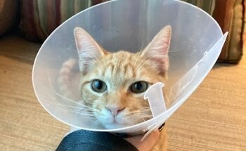 Clínica veterinaria perrito perrito guau guau