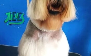 Veterinaria y estética tsuki