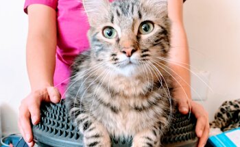 Rehabilitacion y Fisioterapia veterinaria Guadalajara (FITNESS DOG)