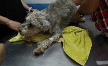 CONSULTORIO VETERINARIO del Country