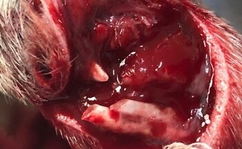 Veterinaria the puppy TOWN