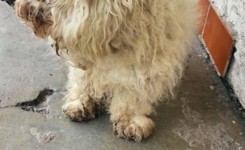 Clínica Integral Veterinaria