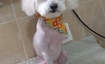 San Jose Veterinary Clinic