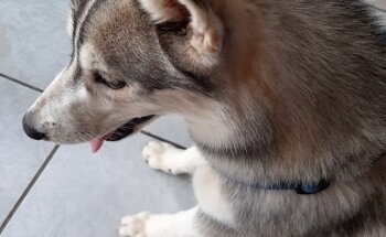 Zandocan Hospital Veterinario