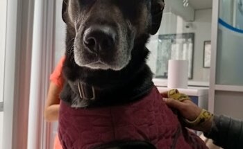 Consultorio Veterinario para perros y gatos