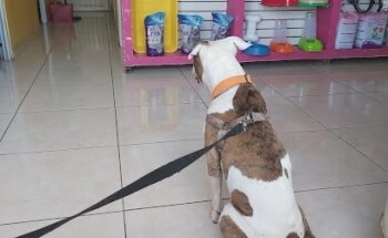 Veterinaria Pequeñas Especies