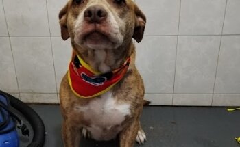 Centro Veterinario Patitas Suaves