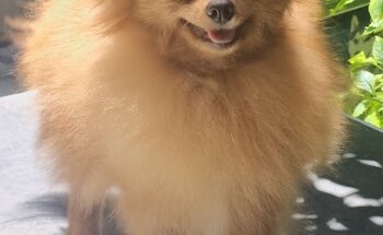 Starpets Centro Integral Veterinario