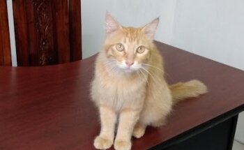 Clinica Veterinaria Los Angeles