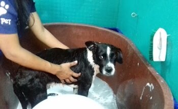 Estetica Veterinaria