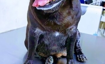 Clínica Veterinaria Derreza