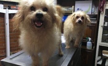 Isla De Los Animales