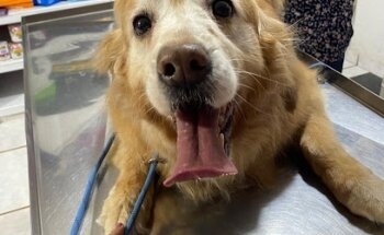 Clínica Veterinaria Mundo Animal