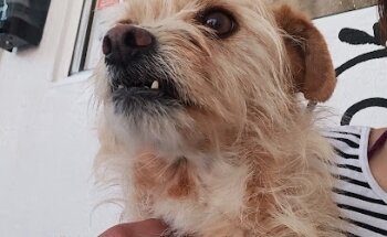 Veterinaria Little Pets