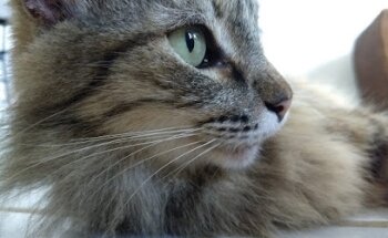 Veterinaria Puerto Morelos