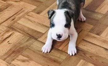 Servicio Medico Veterinario GAM