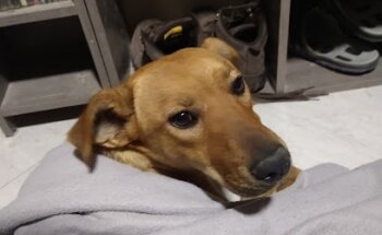 MineVet Consultorio Veterinario