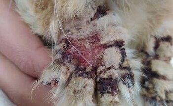 Consultorio Veterinario Santa Cruz