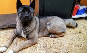 Consultorio Veterinario Pets & Love