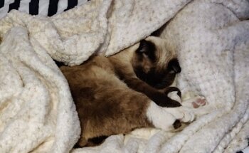 Clínica Veterinaria Madero