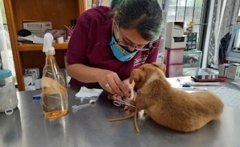 Clínica Veterinaria Caniche's