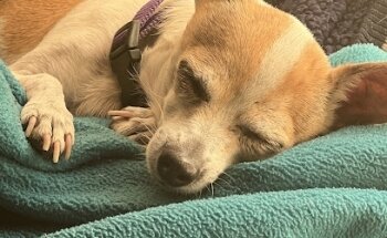 Servicio Veterinario California