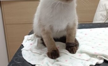 Clínica Veterinaria Insurgentes