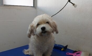 Pet Care Veterinaria