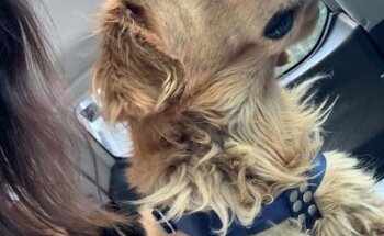 Clinica Veterinaria Oriente