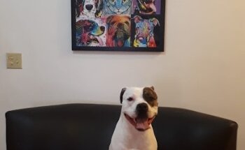 Dr. Adrian Sixto - Clínica Veterinaria