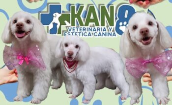 Veterinaria Kan 8