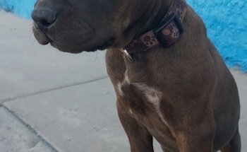 Veterinaria nogalvet