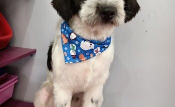 Veterinaria Maskotita