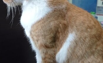 CLINICA VETERINARIA MAFER