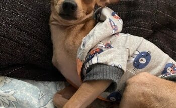 Cli-Vet, Clínica Vererinaria, Pet Shop and Spa