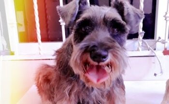 Estetica y Veterinaria Mi Mascota