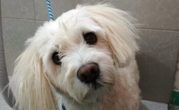 JAPyDOG Veterinaria & Spa canino