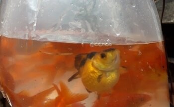 Centro Veterinario Family Vet’s