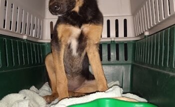 Veterinaria Amacuatitla