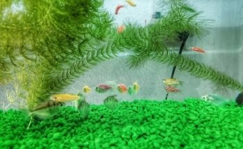 Clinica Veterinaria SerVet