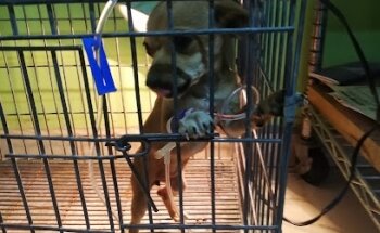 Veterinaria Mendoza Rico