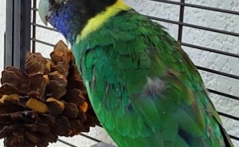 ZOA. Servicio Veterinario