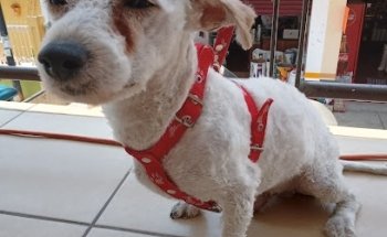 Clinica Veterinaria Sucupira