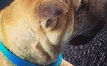 VETERINARIA ZOOCANIS