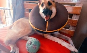 Veterinaria Serengueti