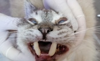 Veterinaria El Cachorro