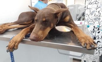 PETiT Clínica Veterinaria