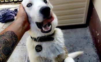 Consultorio Veterinario BIOS