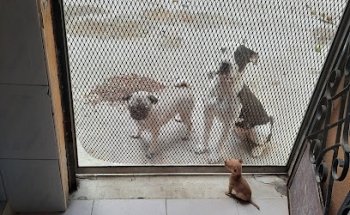 SERVICIOS VETERINARIOS MOCTEZUMA