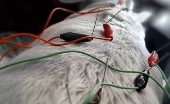 Acupuntura Veterinaria México